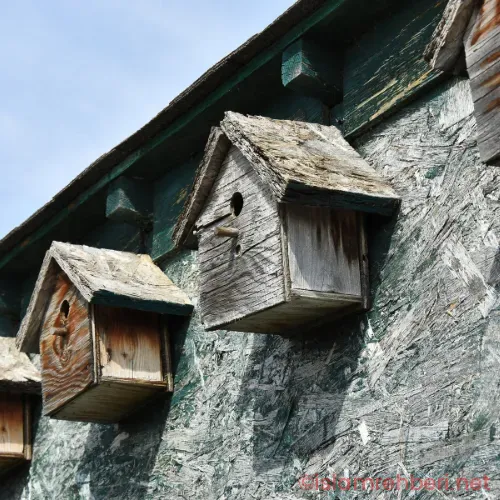 Günümüzde Kuş Evleri